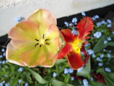 Tulips from Our Garden.© www.rubybenz.com